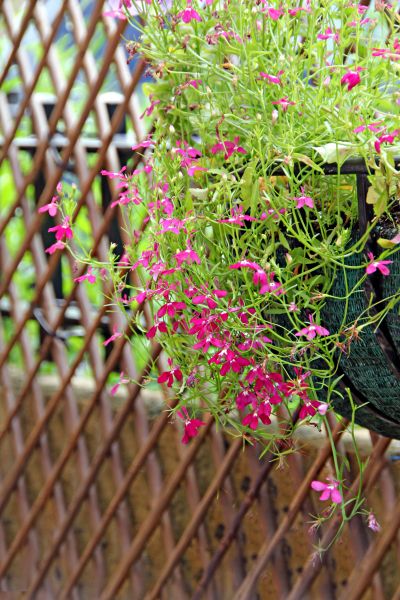 Lattice Trellis Installation Service